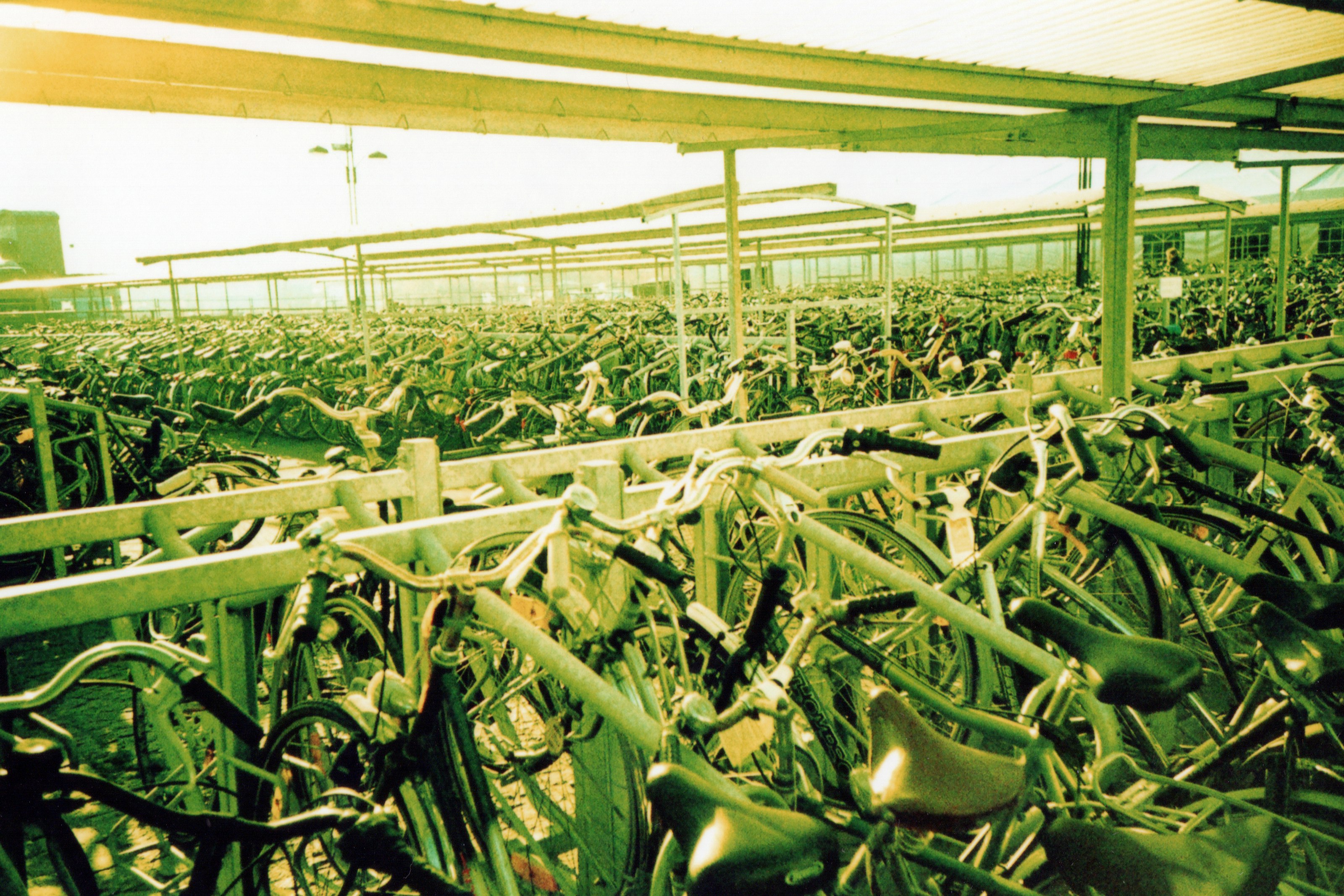 green corn plants inside greenhouse